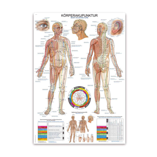 Acupuncture Wall Chart With Detailed Depiction Of The Main Accupuncture Points