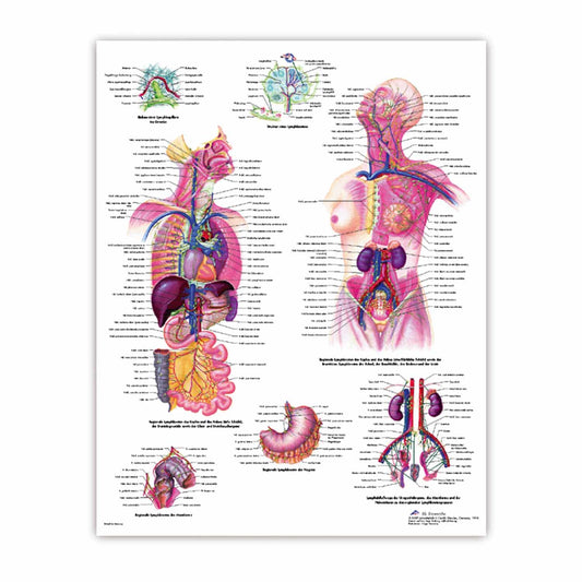 The Human Brain Wall Chart With Detailed Inscriptions