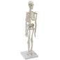 Mini Desktop Skeleton With Detachable Arms   Legs And Skullcap