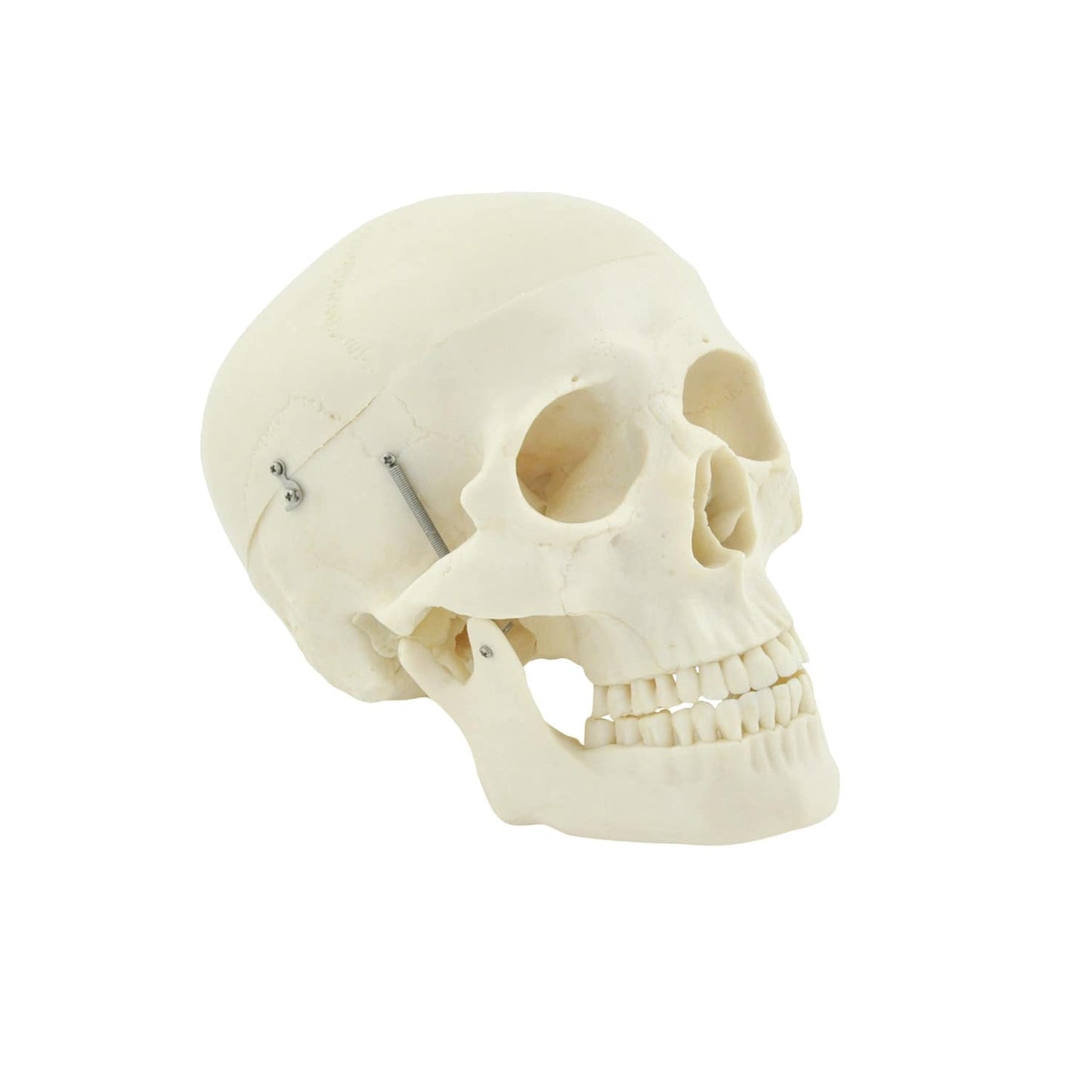 Skull Model Made Of Sturdy Plastic With Movable Jaw