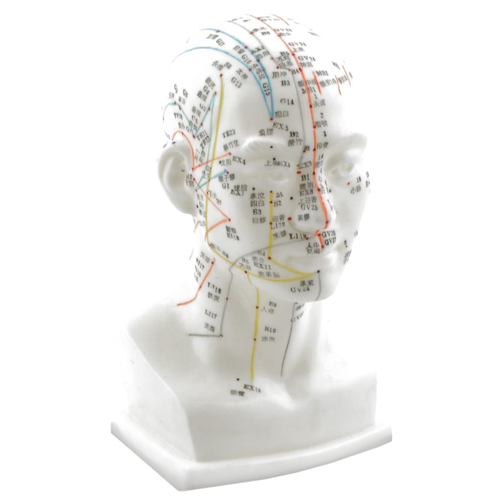 High-Quality Head Acupuncture Model With Acupuncture Points And Meridians