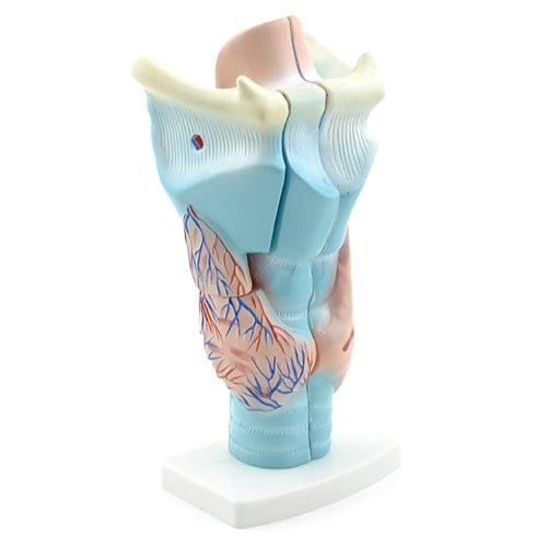 3-Piece Larynx Model