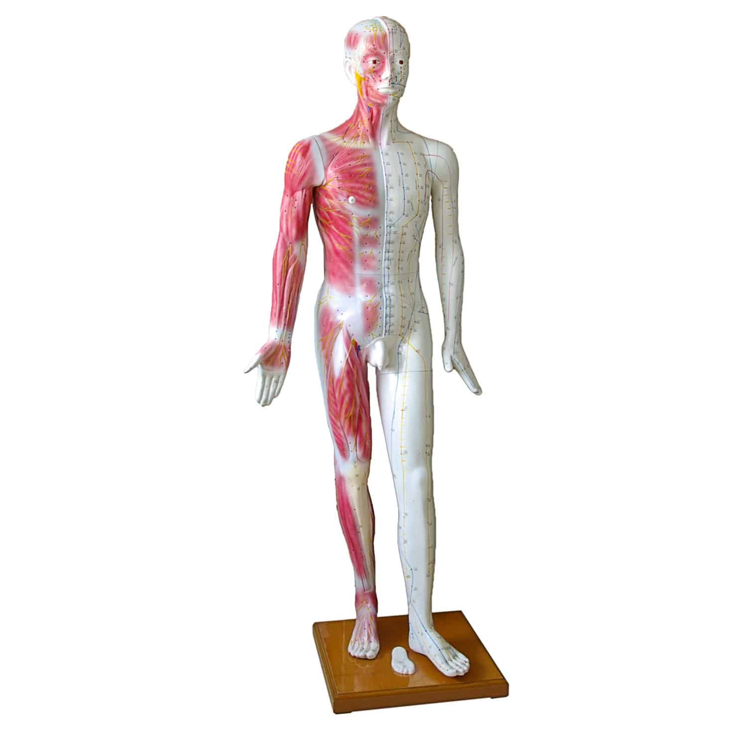 Life-Size Acupuncture Model With Wooden Base