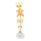 Foetus Skeleton In The 30Th Week Of Development