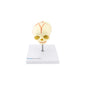 Foetus Skull Model   Plastic Mould