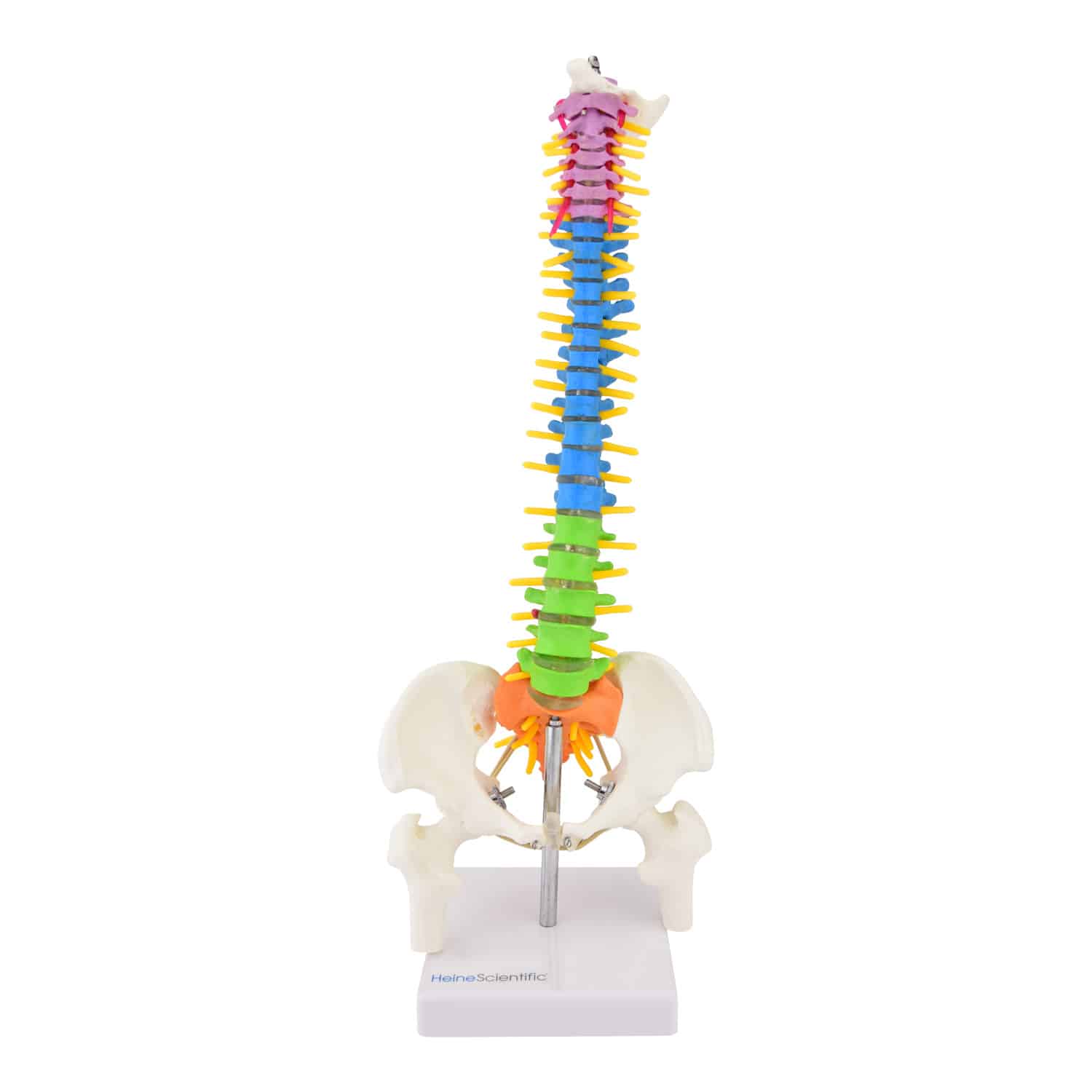 Didactic Miniature Spinal Column Model From Heinescientific