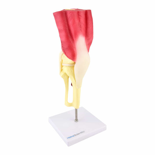 Life-Size Knee Model From Heinescientific