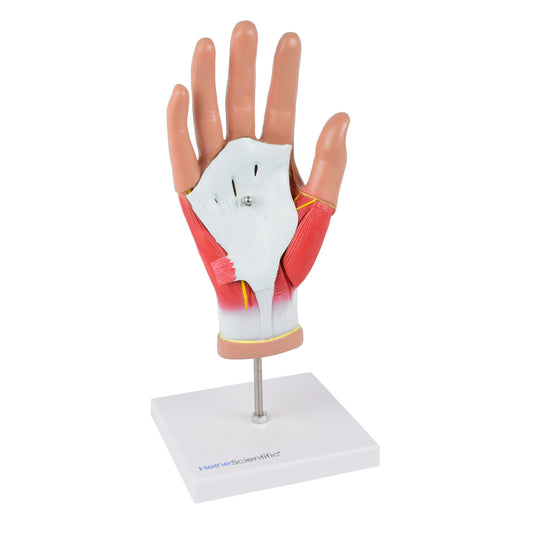 Life-Size   4-Piece Hand Model By Heinescientific