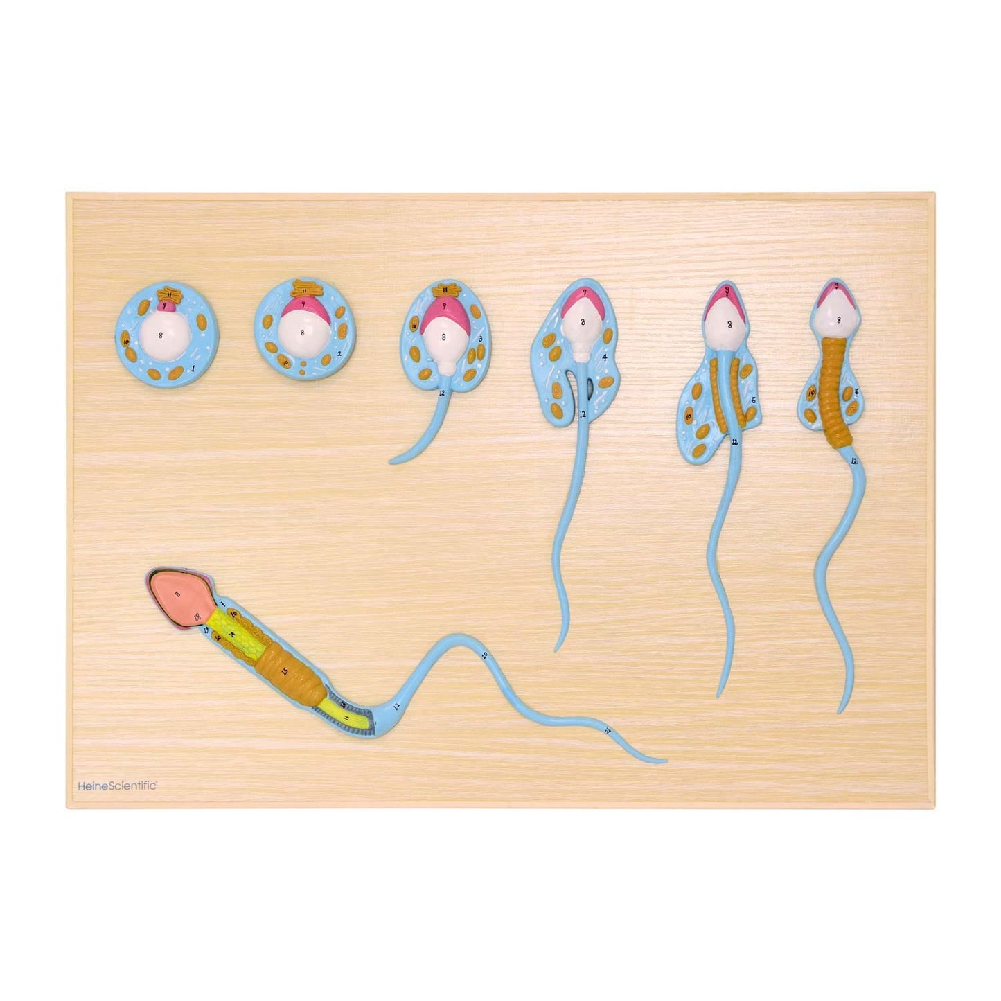 Spermatogenesis Model From Heinescientific