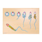 Spermatogenesis Model From Heinescientific