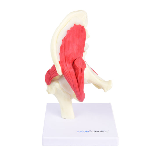 Anatomical Hip Joint Model From Heinescientific