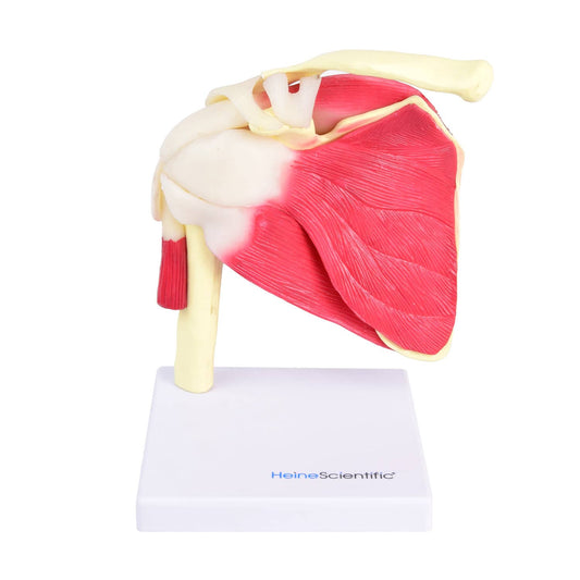 Life-Size Shoulder Model From Heinescientific