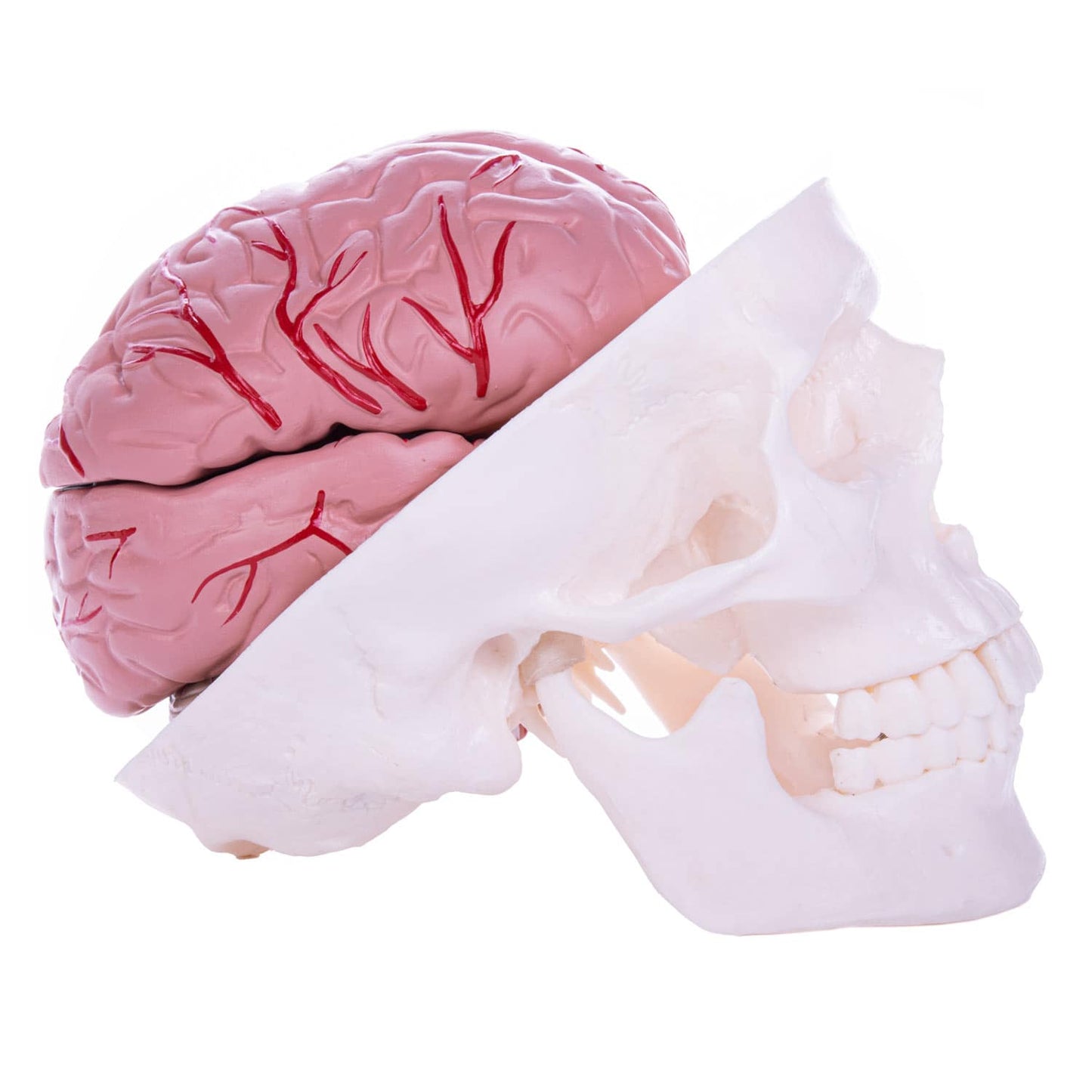 Skull Model With Brain - Life-Sized Anatomical Model