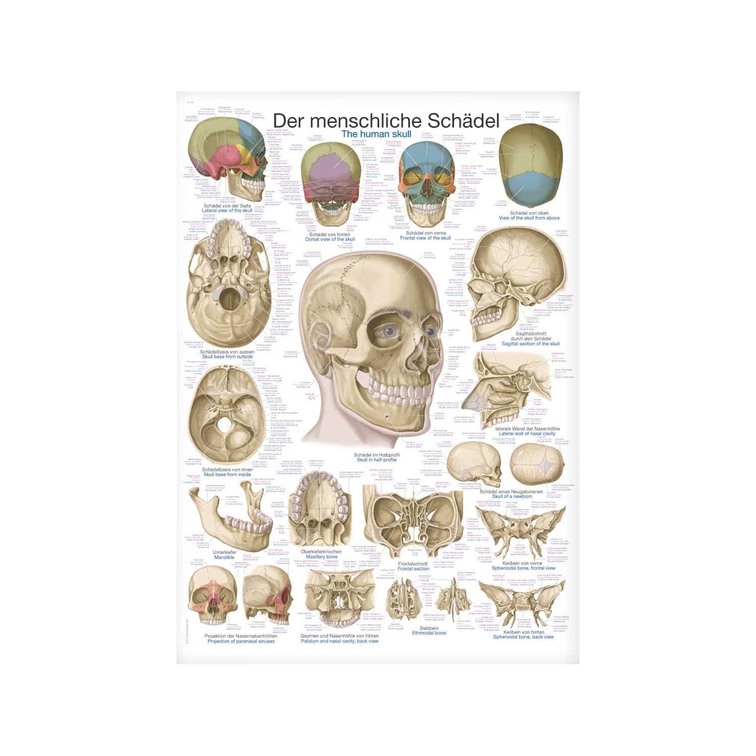 The Human Skull Wall Chart With Inscriptions In German   English And Latin 