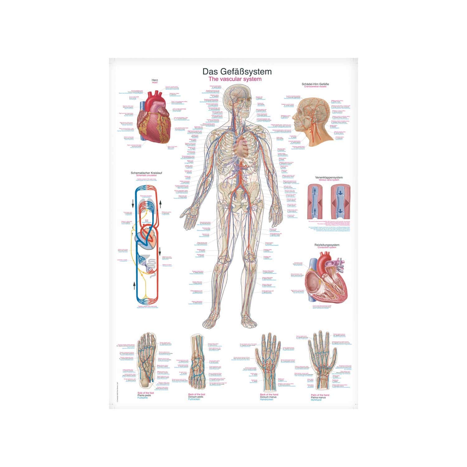 The Vascular System Wall Chart With Inscriptions In German   English & Latin