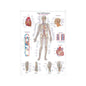 The Vascular System Wall Chart With Inscriptions In German   English & Latin