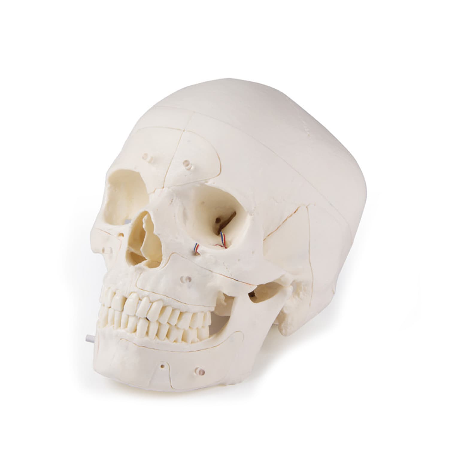 Luxury Demonstration Skull Optionally Available As An Adult Or Child Version