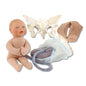 Deluxe Childbirth Model Set From Erler-Zimmer To Demonstrate The Birth Process