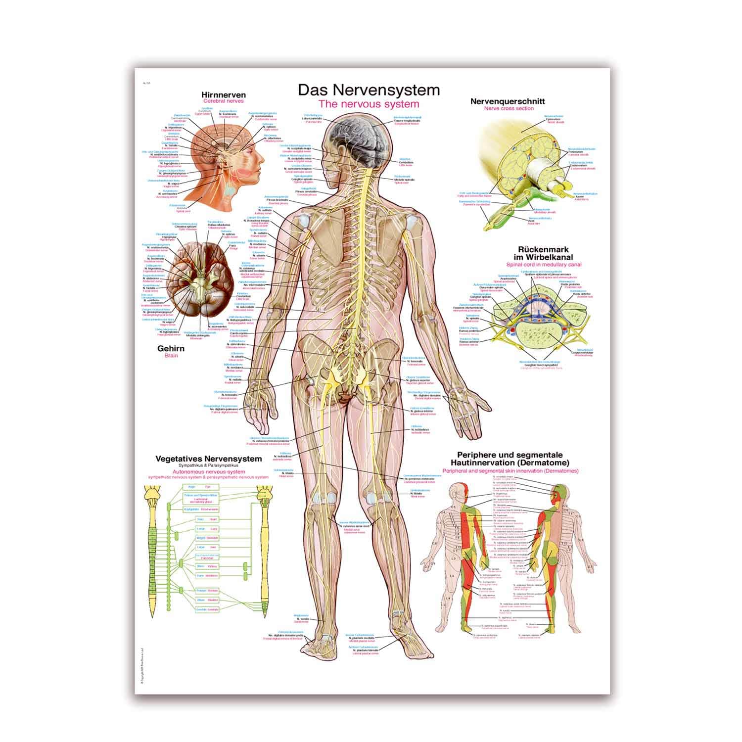 The Nervous System Wall Chart With Inscriptions In German And English