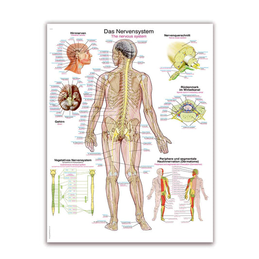 The Nervous System Wall Chart With Inscriptions In German And English