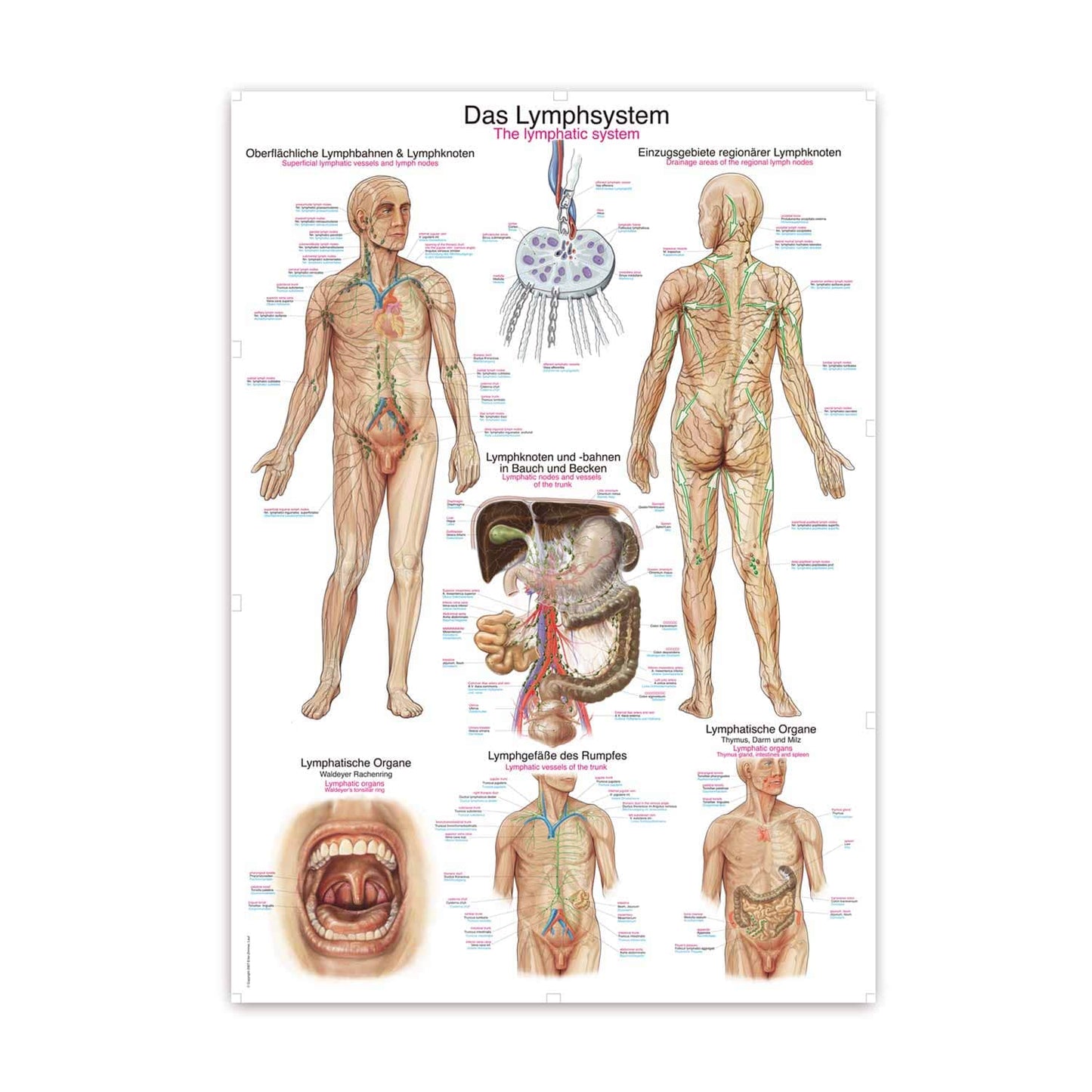 The Lymphatic System Wall Chart With Inscriptions In English And German