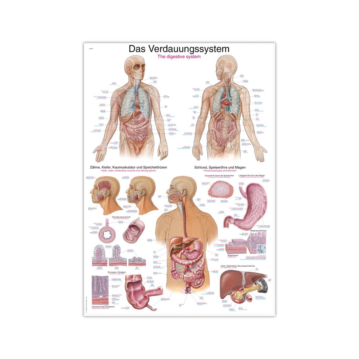 The Digestive System Wall Chart With Inscriptions In German And English