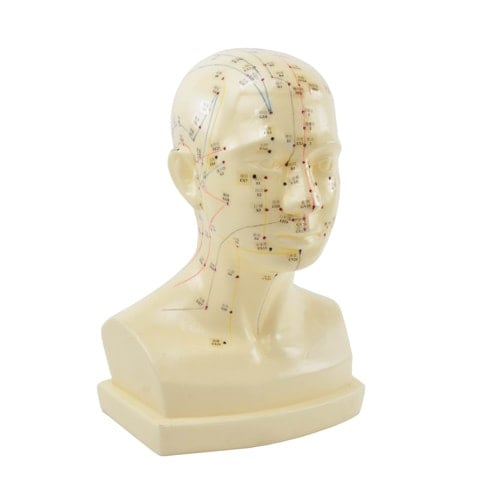 «Acupuncture Head» Model From Heinescientific