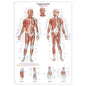 Trigger Points Wall Chart For Patient Education