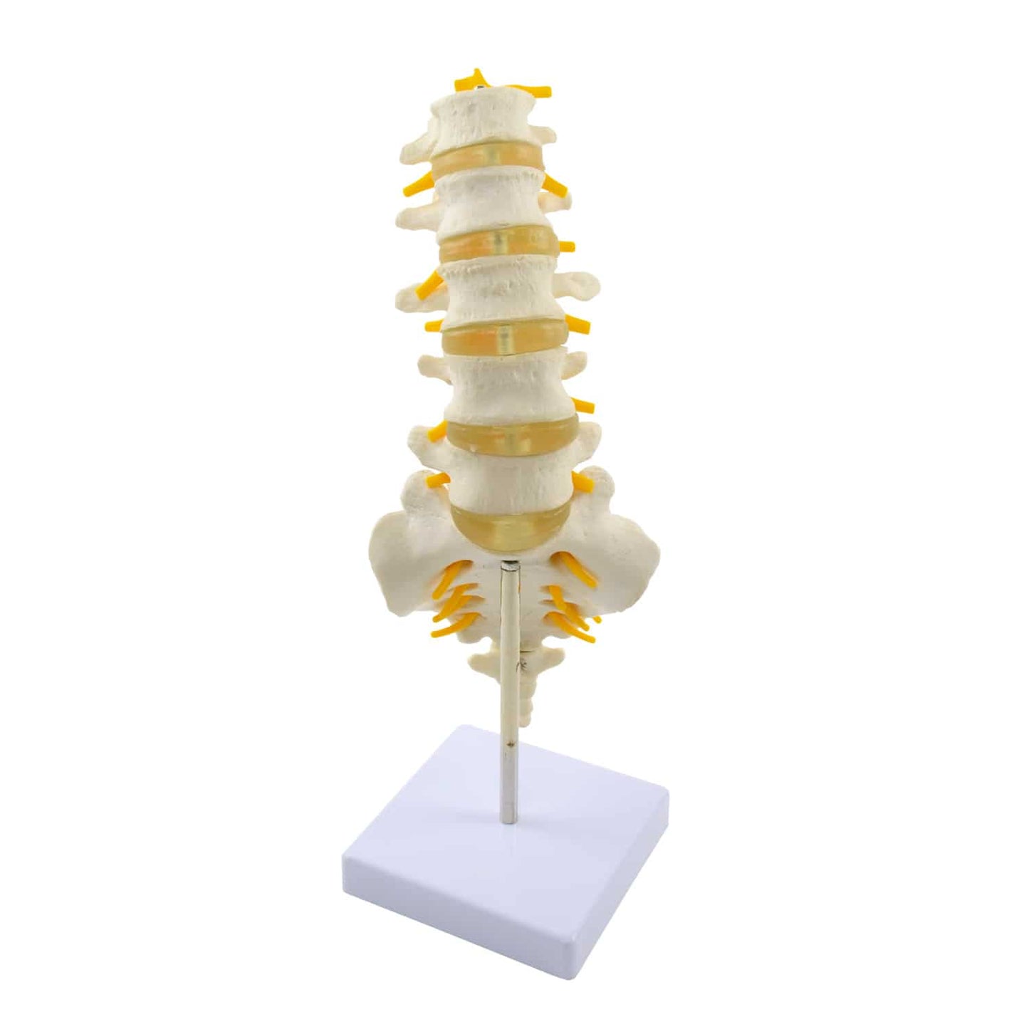 Lumbar Spine Model